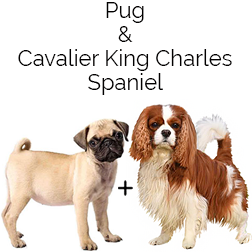 Pugalier Dog